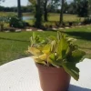Plectranthus Neochilus Live Plant – Fuzzy Green Lobster Flower – Swedish Ivy Spur Flower Plectranthus Neochilus Live Plant – Fuzzy Green Lobster Flower – Swedish Ivy Spur Flower - Image 1