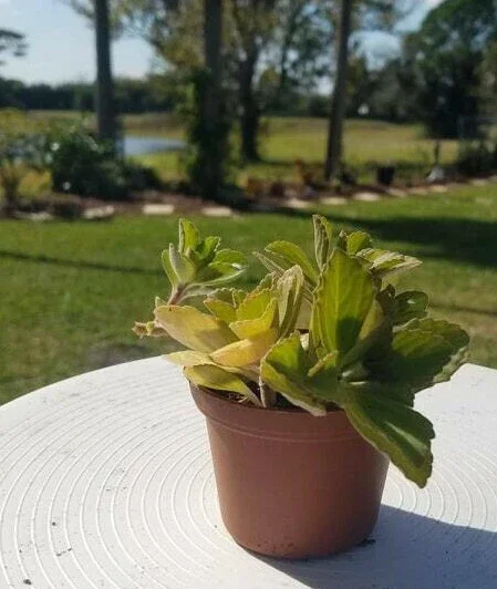 Plectranthus Neochilus Live Plant – Fuzzy Green Lobster Flower – Swedish Ivy Spur Flower - Image 1