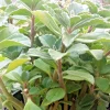 Plectranthus Neochilus Live Plant - Lobster Spur Flower - Fuzzy Swedish Ivy Plectranthus Neochilus Live Plant - Lobster Spur Flower - Fuzzy Swedish Ivy - Image 1