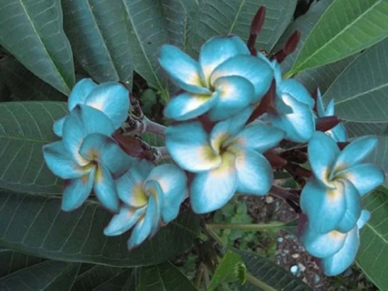 Plumeria Seeds - 5 Blue White Hawaiian Flower Lei Perennial Seeds - Image 2