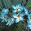 Plumeria Seeds - 5 Blue White Hawaiian Flower Lei Perennial Seeds - Image 1