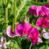 Polygala Myrtifolia Milkwort Cuttings - 7 Sweet Pea Bush Live Plants 6" Polygala Myrtifolia Milkwort Cuttings - 7 Sweet Pea Bush Live Plants 6" - Image 1
