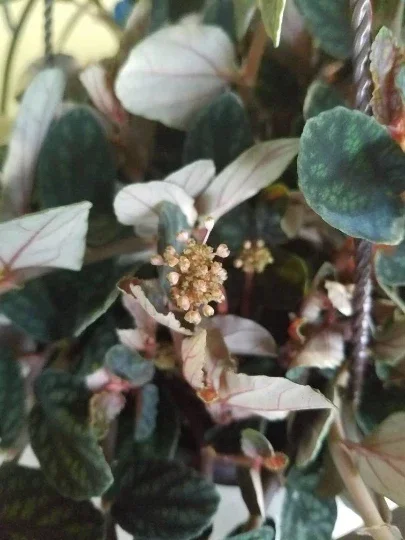 Polynesian Ivy Live Plant – Satin Pellionia Pulchra – Variegated Low Light Houseplant - Image 2