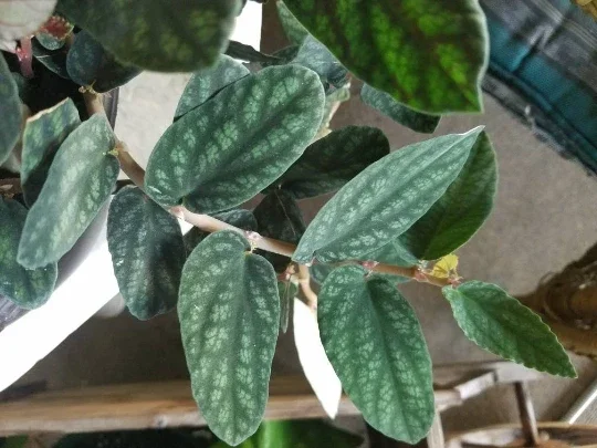 Polynesian Ivy Live Plant – Satin Pellionia Pulchra – Variegated Low Light Houseplant - Image 1