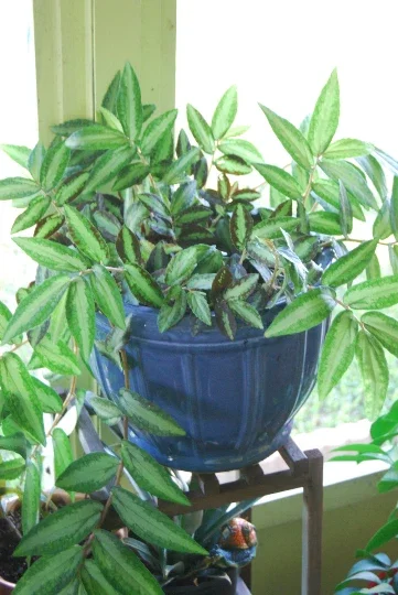 Polynesian Ivy Trailing Houseplant - Pellionia Repens Live Plant Indoor - Image 2