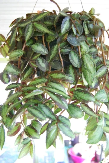 Polynesian Ivy Trailing Houseplant - Pellionia Repens Live Plant Indoor - Image 1