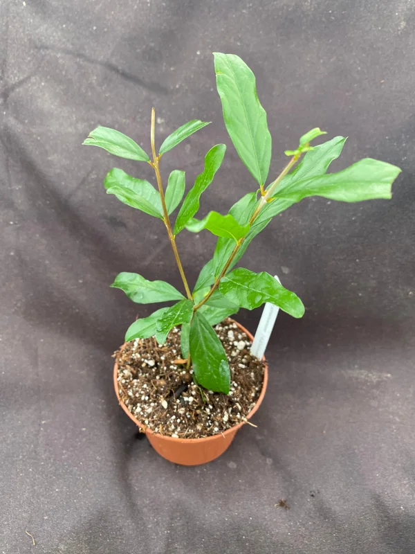 Pomegranate Afganski Live Plant - Punica Granatum in 3" Pot Pomegranate Afganski Live Plant - Punica Granatum in 3" Pot - Image 2