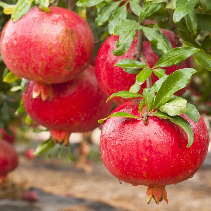 Pomegranate Afganski Live Plant - Punica Granatum in 3" Pot Pomegranate Afganski Live Plant - Punica Granatum in 3" Pot - Image 1