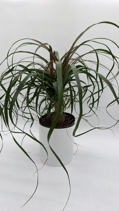 Ponytail Palm Live Plant – 6" Pot – Pet Safe Indoor Houseplant - Image 1