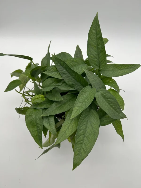 Pothos Cebu Blue Live Plant 4 inch Pot - Fast-Growing Tropical Houseplant - Image 2