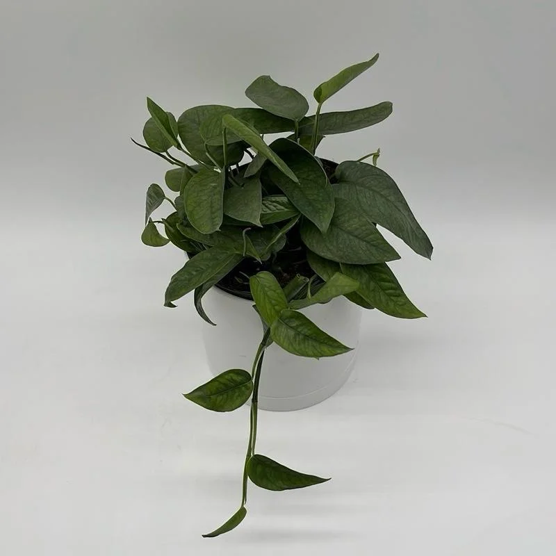 Pothos Cebu Blue Live Plant 4 inch Pot - Fast-Growing Tropical Houseplant Pothos Cebu Blue Live Plant 4 inch Pot - Fast-Growing Tropical Houseplant - Image 3