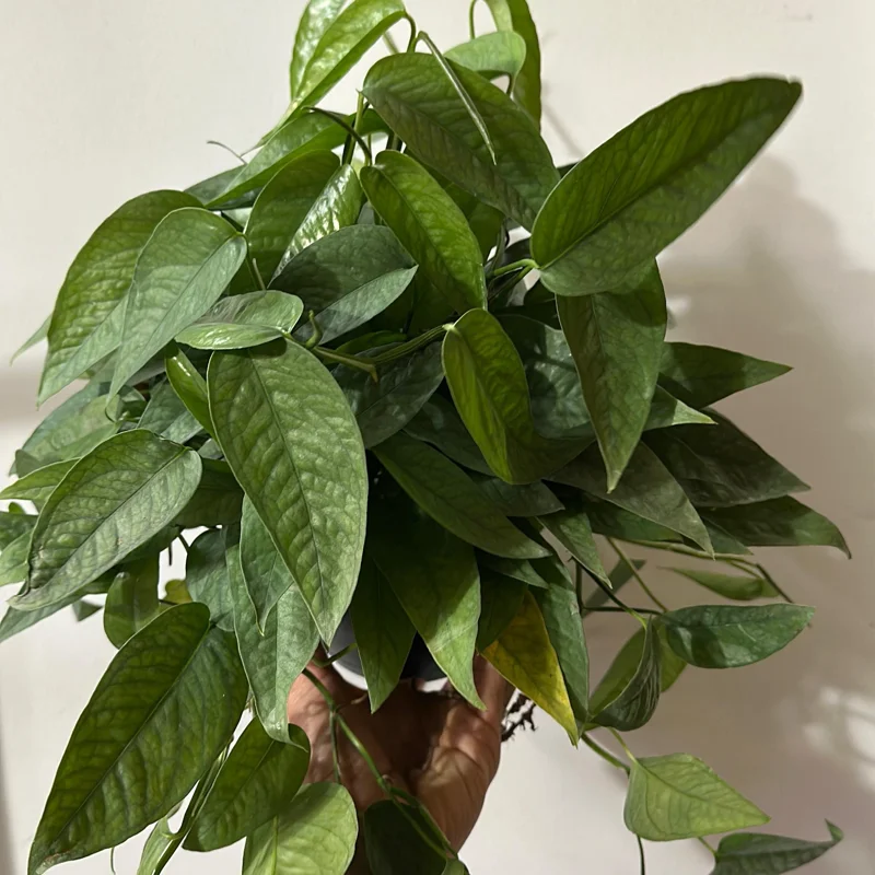 Pothos Cebu Blue Live Plant 4 inch Pot - Fast-Growing Tropical Houseplant - Image 1