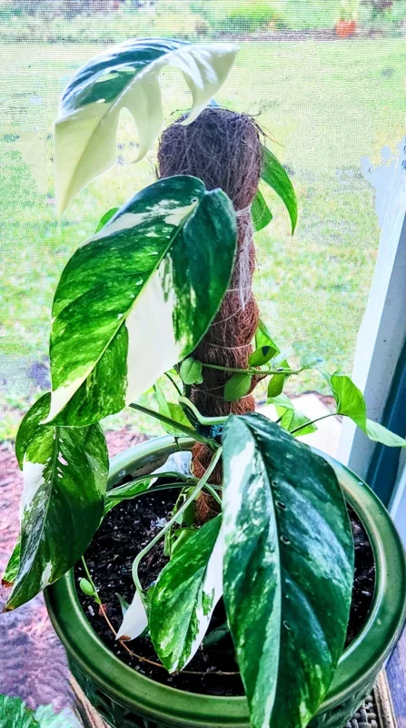 Pothos Epipremnum Pinnatum Albo Variegata Live Plant - White & Green - 3" Pot - Image 2