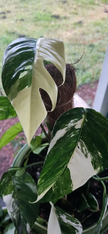 Pothos Epipremnum Pinnatum Albo Variegata Live Plant - White & Green - 3" Pot Pothos Epipremnum Pinnatum Albo Variegata Live Plant - White & Green - 3" Pot - Image 3