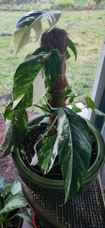 Pothos Epipremnum Pinnatum Albo Variegata Live Plant - White & Green - 3" Pot Pothos Epipremnum Pinnatum Albo Variegata Live Plant - White & Green - 3" Pot - Image 4