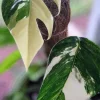 Pothos Epipremnum Pinnatum Albo Variegata Live Plant - White & Green Indoor - Image 1