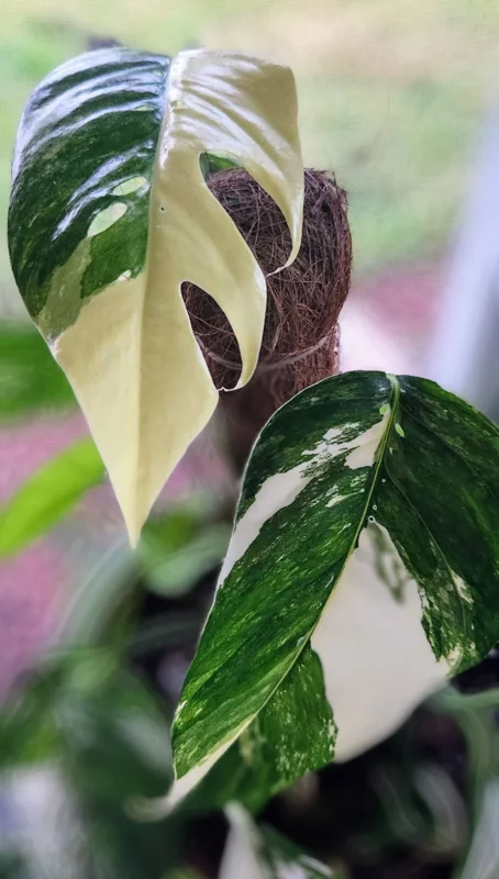 Pothos Epipremnum Pinnatum Albo Variegata Live Plant - White & Green - 3" Pot - Image 1