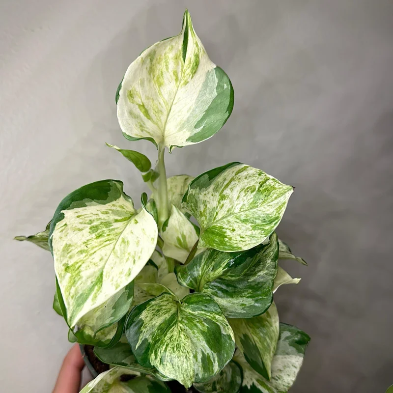 Pothos Manjula Live Plant – 4 inch Pot – Indoor Houseplant - Image 2