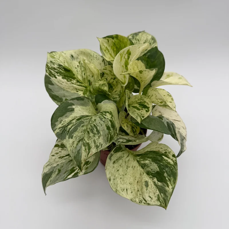 Pothos Manjula Live Plant – 4 inch Pot – Indoor Houseplant Pothos Manjula Live Plant – 4 inch Pot – Indoor Houseplant - Image 3