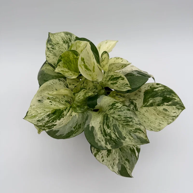 Pothos Manjula Live Plant – 4 inch Pot – Indoor Houseplant Pothos Manjula Live Plant – 4 inch Pot – Indoor Houseplant - Image 4