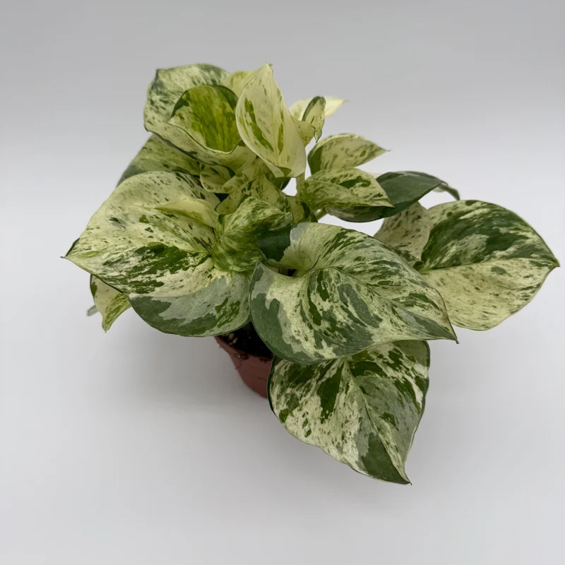 Pothos Manjula Live Plant – 4 inch Pot – Indoor Houseplant Pothos Manjula Live Plant – 4 inch Pot – Indoor Houseplant - Image 5