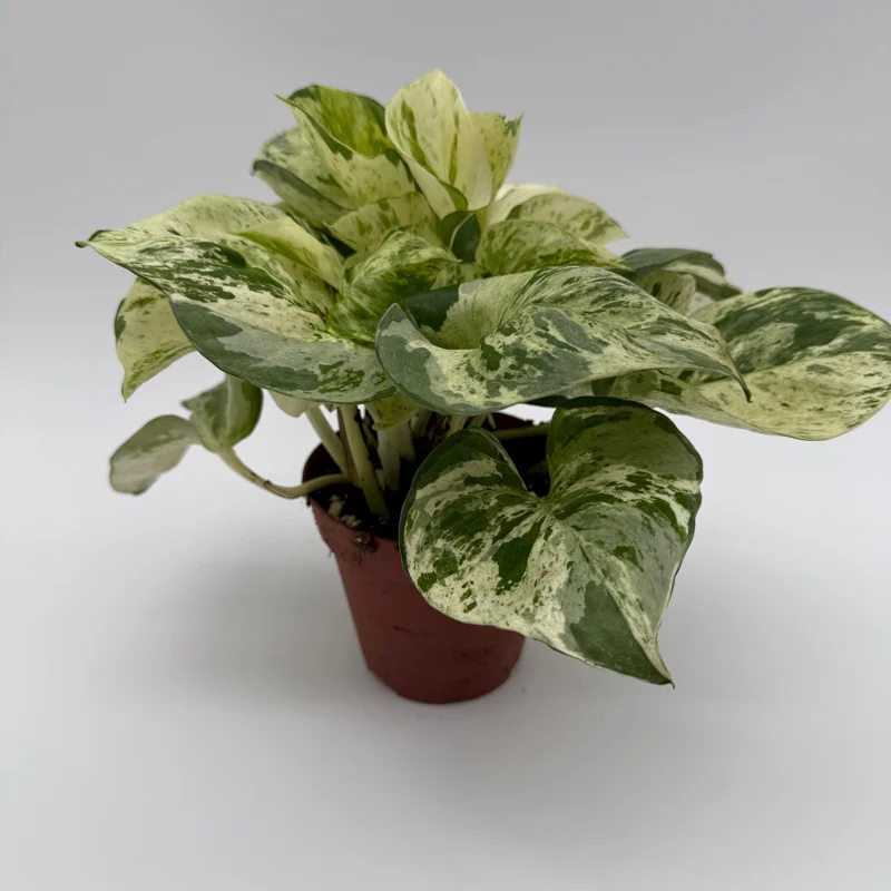 Pothos Manjula Live Plant – 4 inch Pot – Indoor Houseplant Pothos Manjula Live Plant – 4 inch Pot – Indoor Houseplant - Image 6