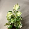 Pothos Manjula Live Plant – 4 inch Potted Houseplant – Indoor - Image 1