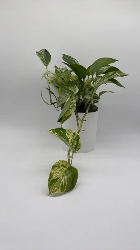 Pothos Marble Queen Live Plant - 6 inch Nursery Pot - Indoor Houseplant - Image 2