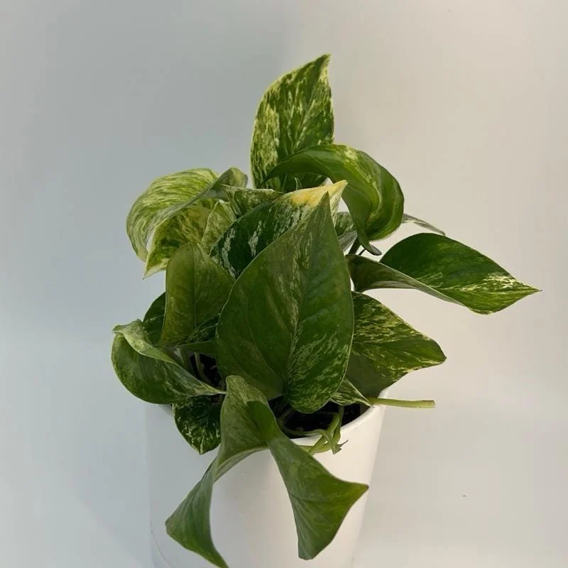 Pothos Marble Queen Live Plant – Variegated Houseplant – 4 inch Pot Pothos Marble Queen Live Plant – Variegated Houseplant – 4 inch Pot - Image 3