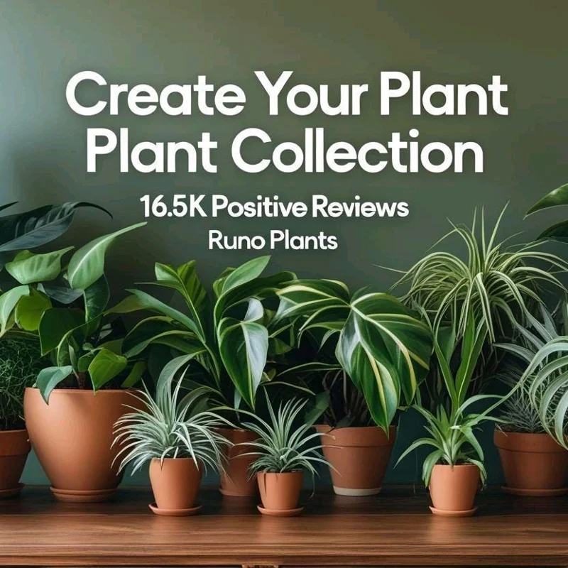 Pothos Mystery Box – 3 Live Indoor Plant Varieties – Easy Care Houseplant Pothos Mystery Box – 3 Live Indoor Plant Varieties – Easy Care Houseplant - Image 10