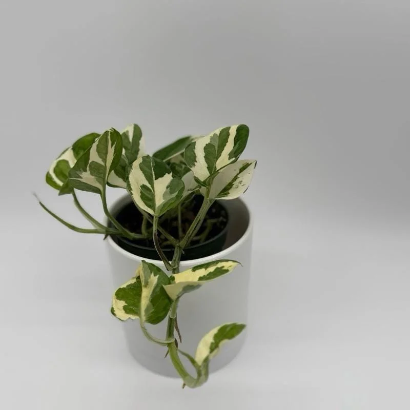 Pothos Mystery Box – 3 Live Indoor Plant Varieties – Easy Care Potted Houseplants - Image 2