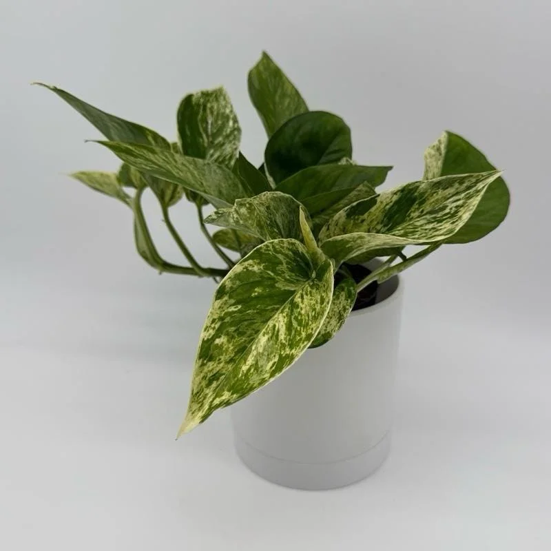 Pothos Mystery Box – 3 Live Indoor Plant Varieties – Easy Care Houseplant Pothos Mystery Box – 3 Live Indoor Plant Varieties – Easy Care Houseplant - Image 4