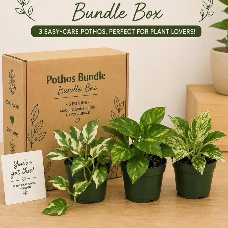 Pothos Mystery Box – 3 Live Indoor Plant Varieties – Easy Care Houseplant - Image 1