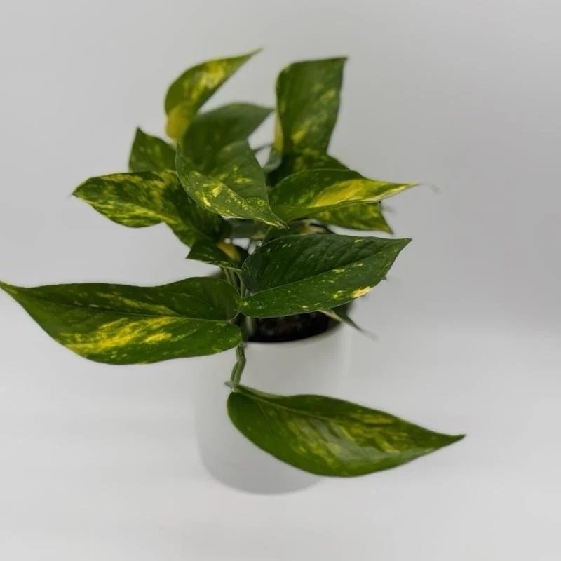 Pothos Mystery Box – 3 Live Indoor Plant Varieties – Easy Care Houseplant Pothos Mystery Box – 3 Live Indoor Plant Varieties – Easy Care Houseplant - Image 5