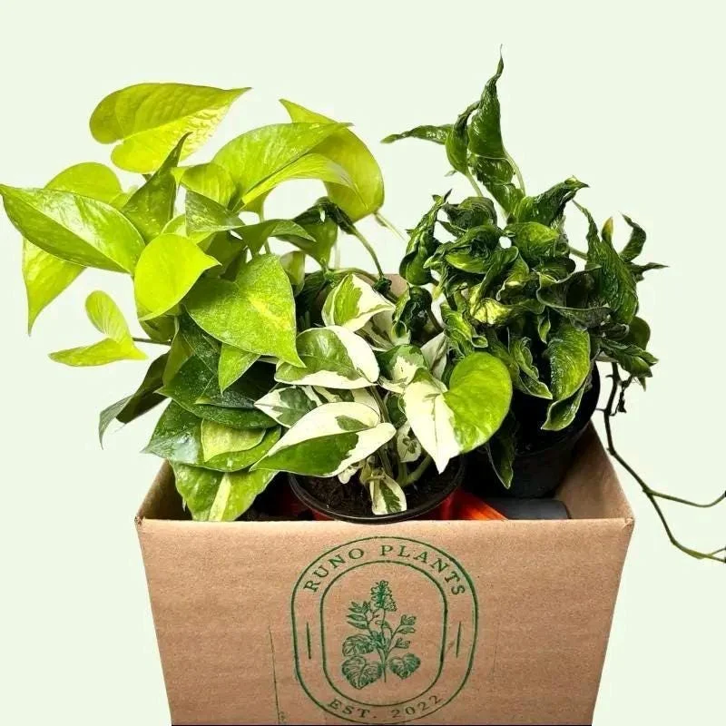 Pothos Mystery Box – 3 Live Indoor Plant Varieties – Easy Care Houseplant Pothos Mystery Box – 3 Live Indoor Plant Varieties – Easy Care Houseplant - Image 6