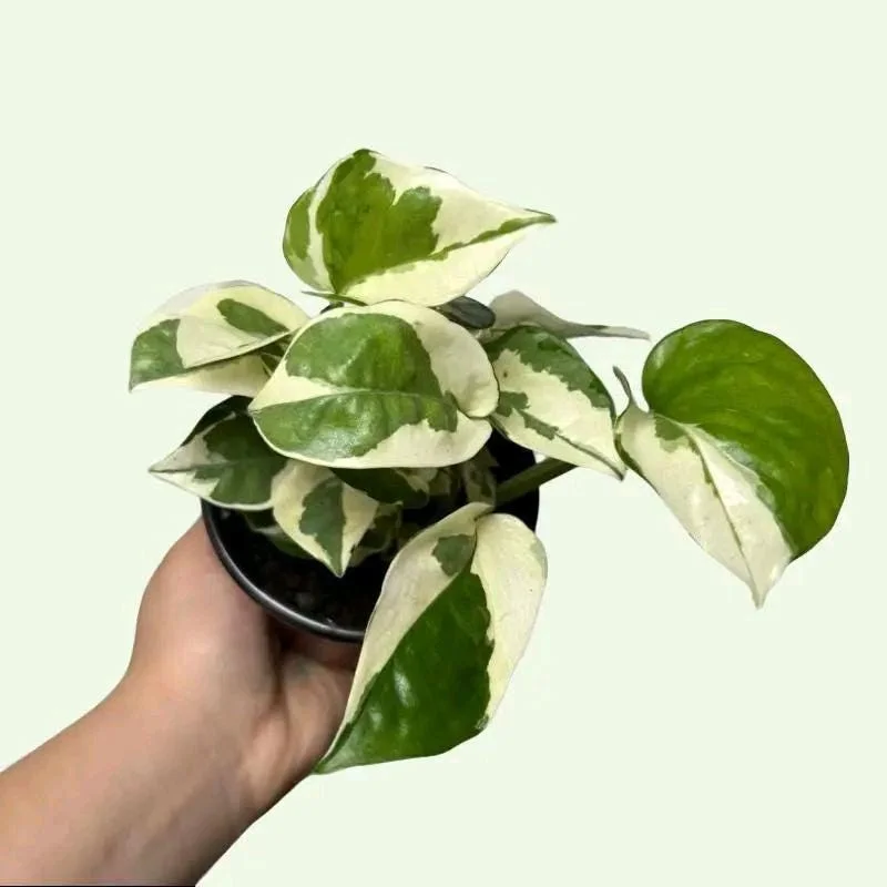 Pothos Mystery Box – 3 Live Indoor Plant Varieties – Easy Care Houseplant Pothos Mystery Box – 3 Live Indoor Plant Varieties – Easy Care Houseplant - Image 7