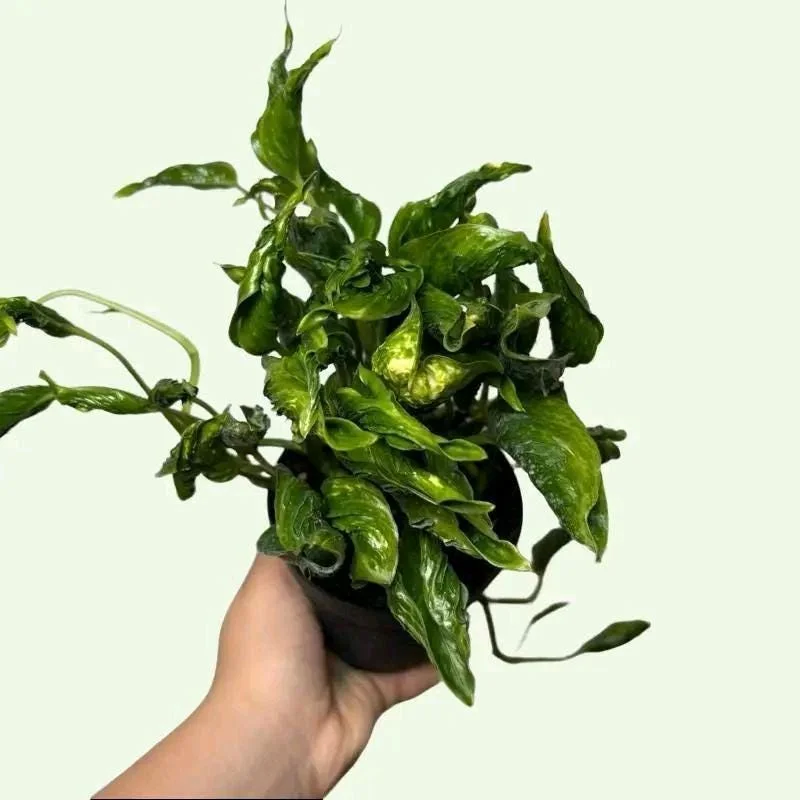 Pothos Mystery Box – 3 Live Indoor Plant Varieties – Easy Care Houseplant Pothos Mystery Box – 3 Live Indoor Plant Varieties – Easy Care Houseplant - Image 8