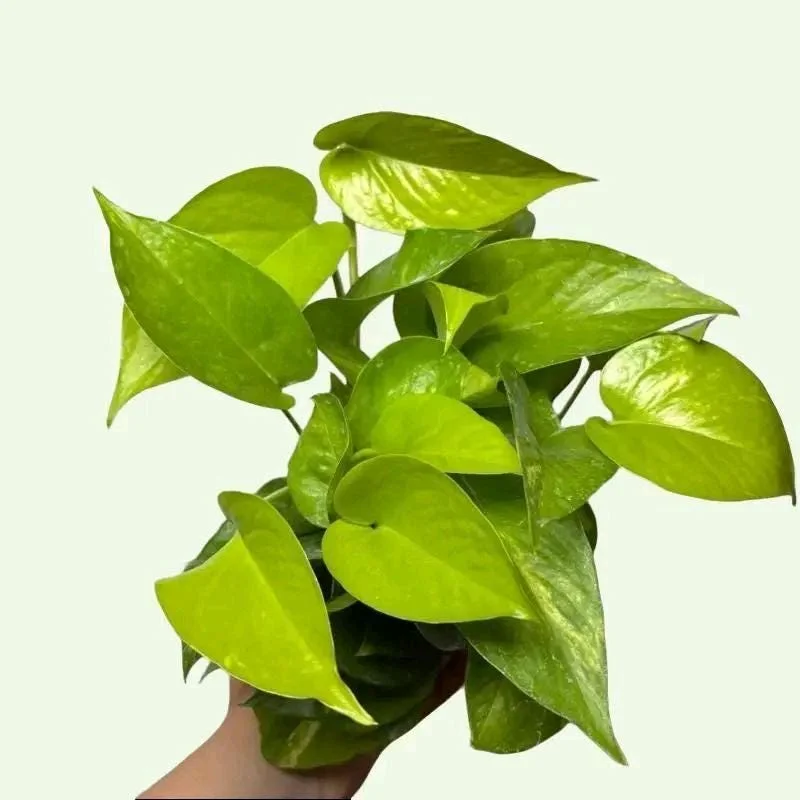 Pothos Mystery Box – 3 Live Indoor Plant Varieties – Easy Care Houseplant Pothos Mystery Box – 3 Live Indoor Plant Varieties – Easy Care Houseplant - Image 9