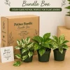 Pothos Mystery Box – 3 Live Indoor Plant Varieties – Easy Care Potted Houseplants Pothos Mystery Box – 3 Live Indoor Plant Varieties – Easy Care Potted Houseplants - Image 1