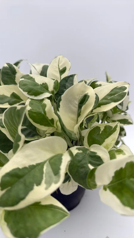 Pothos Pearls & Jade Live Plant – 6 inch Pot – Indoor Houseplant - Image 1