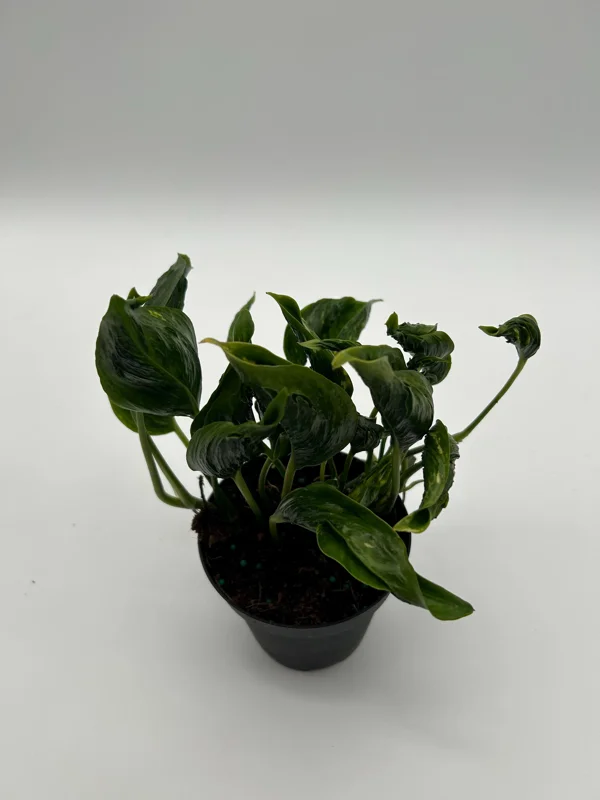 Pothos Shangri La Live Plant – 4 inch Pot – Indoor Houseplant - Image 2