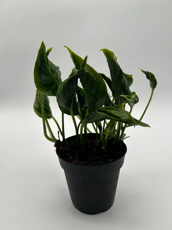 Pothos Shangri La Live Plant – 4 inch Pot – Indoor Houseplant - Image 1