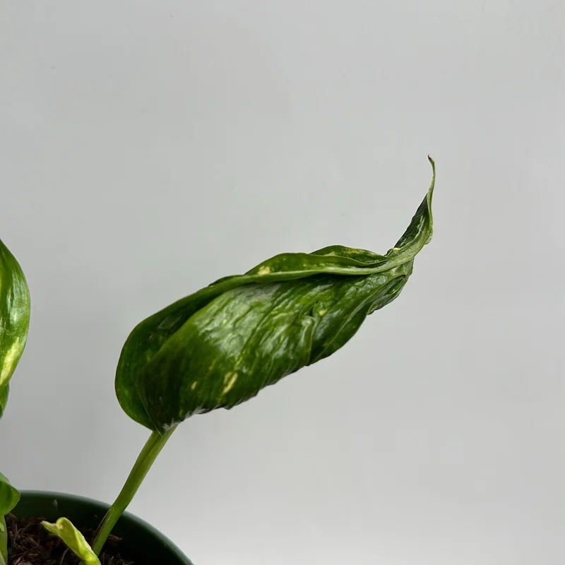Pothos Shangri La Live Plant – Curly Pothos – 6 inch Pot – Indoor Plant - Image 2