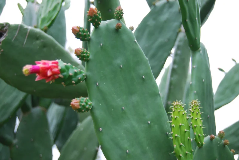 Prickly Pear Opuntia Cactus Live Plant – Rooted 4 inch Pot – Edible Nopal & Fruit Prickly Pear Opuntia Cactus Live Plant – Rooted 4 inch Pot – Edible Nopal & Fruit - Image 4