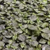 Primotali Red Super Hot Pepper Live Plants 3-Pack – 75+ Days Old, Vegetative Stage - Image 1