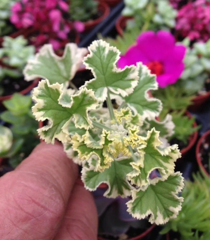 Prince Rupert Variegated Scented Geranium – Live Plant – Fragrant Pelargonium - Image 1