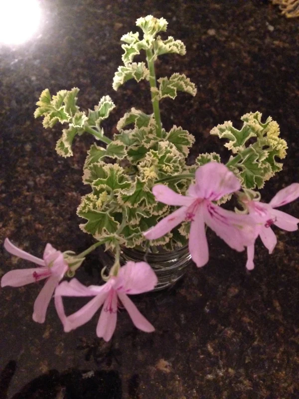 Prince Rupert Variegated Scented Geranium – Live Plant – Fragrant Pelargonium - Image 2