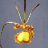 Psychopsis Mendenhall 'Hildos' Orchid – Live Plant – 2.5 inch Pot – Unusual Indoor Orchid Psychopsis Mendenhall 'Hildos' Orchid – Live Plant – 2.5 inch Pot – Unusual Indoor Orchid - Image 1