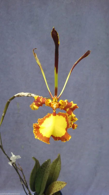 Psychopsis Mendenhall 'Hildos' Orchid – Live Plant – 2.5 inch Pot – Unusual Indoor Orchid - Image 1
