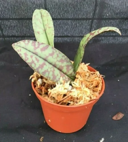 Psychopsis Mendenhall 'Hildos' Orchid – Live Plant – 2.5 inch Pot – Unusual Indoor Orchid - Image 2